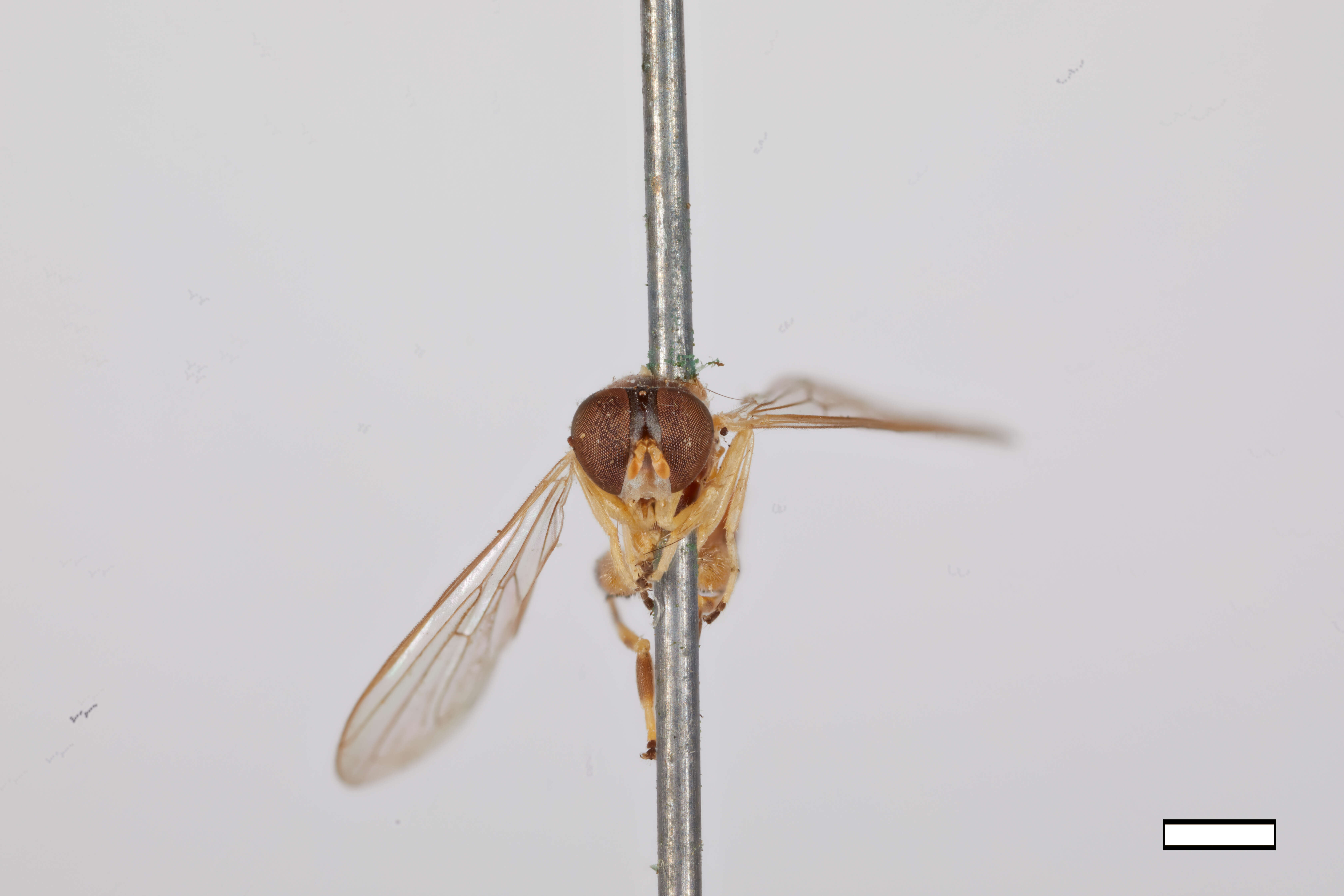 Image of Sphegina keeniana Williston 1887