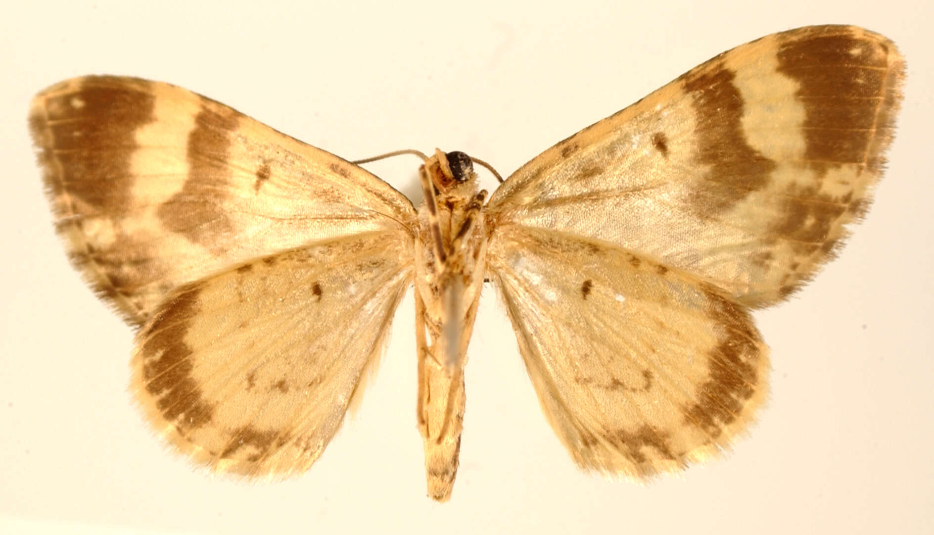 Image of Hammaptera subnotata Warren 1908