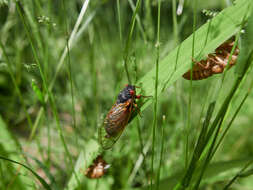 Image of Decim Periodical Cicada