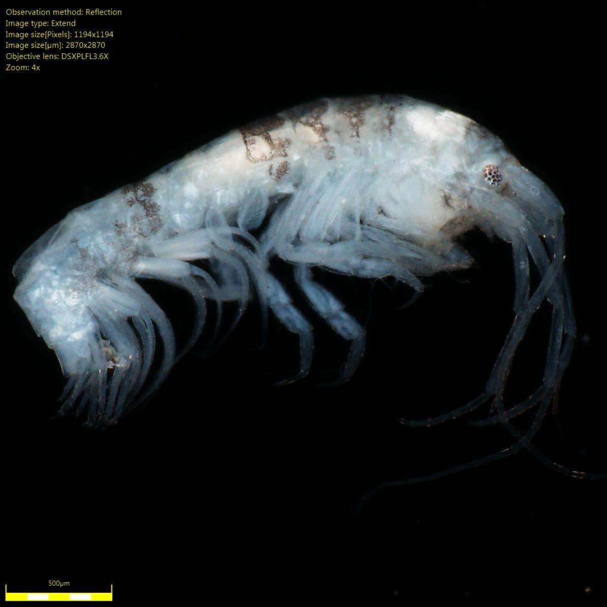 Image of Amphipoda