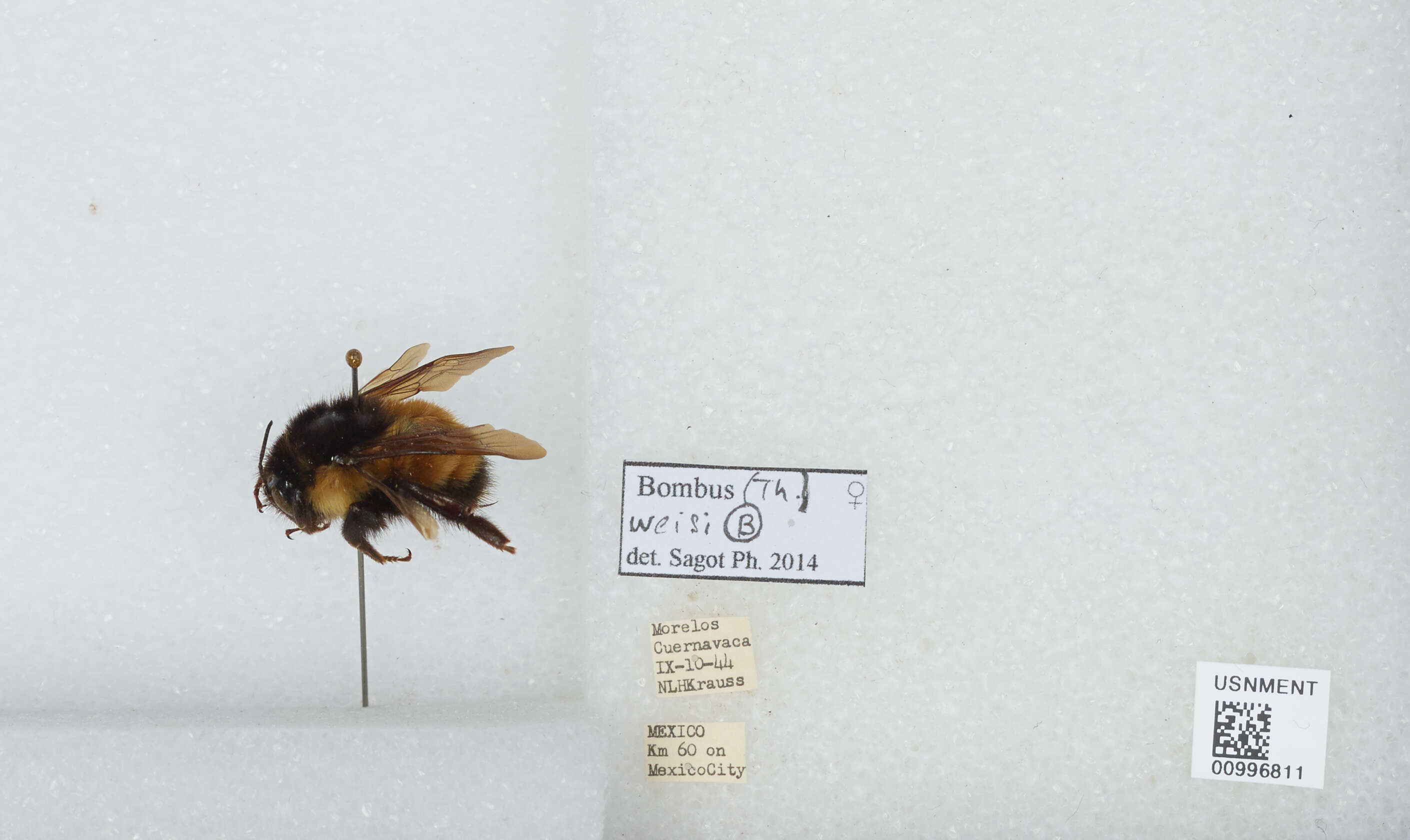 Bombus ephippiatus Say 1837 resmi