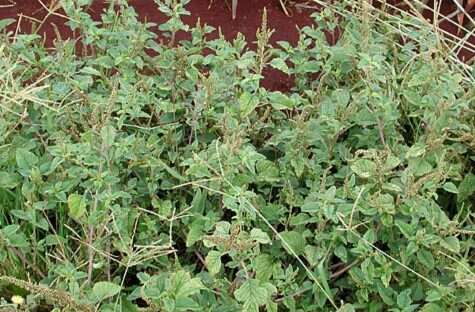 Amaranthus viridis L. resmi