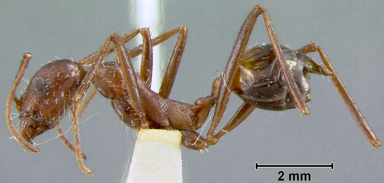 Image of Aphaenogaster cockerelli Andre 1893