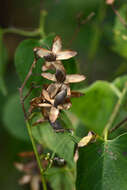 Image of Christmas vine