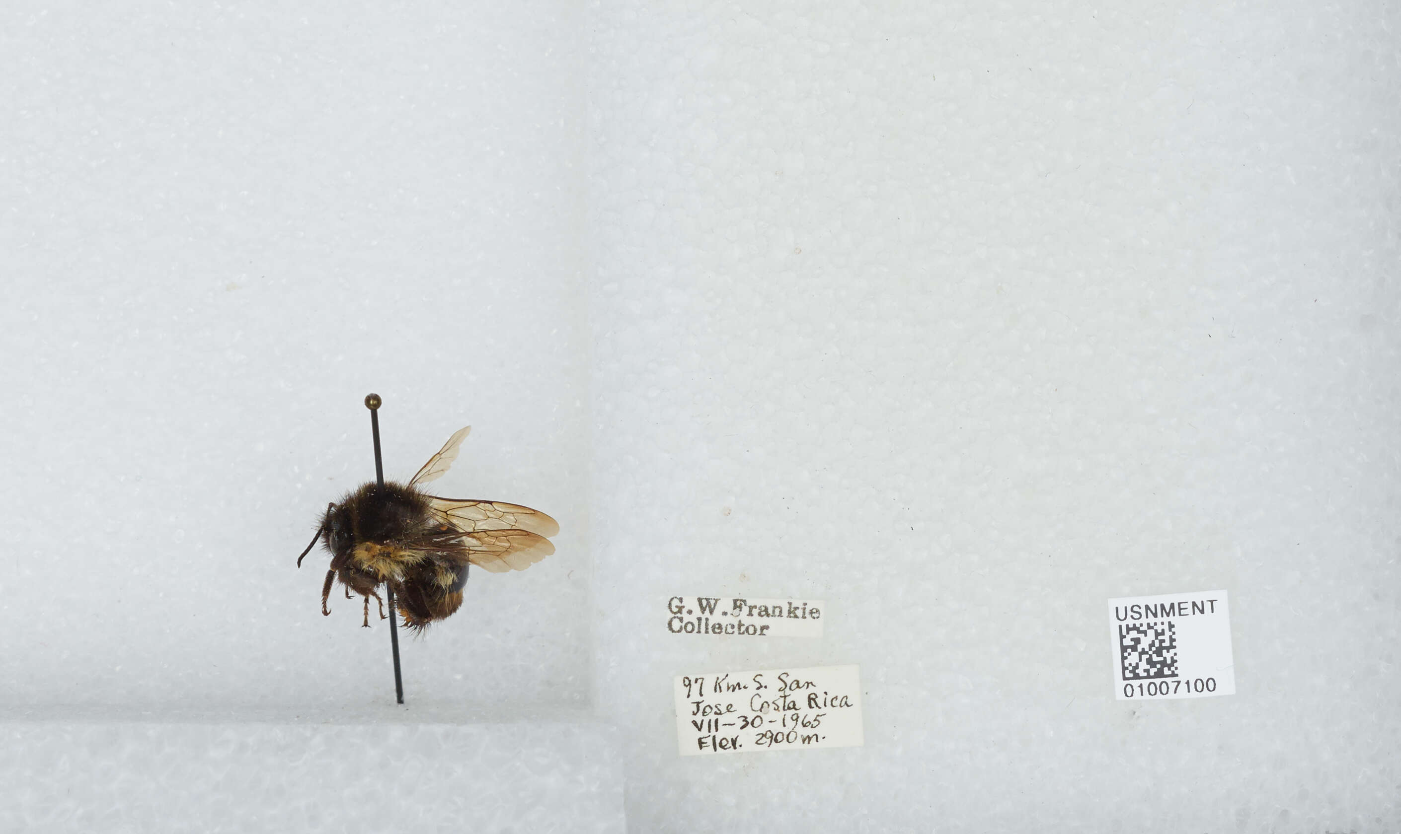 Bombus ephippiatus Say 1837 resmi