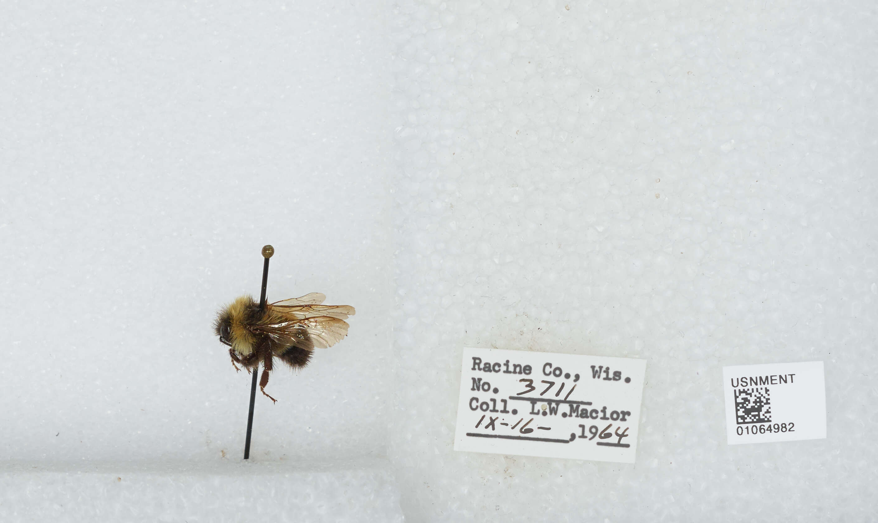 Слика од Bombus affinis Cresson 1864