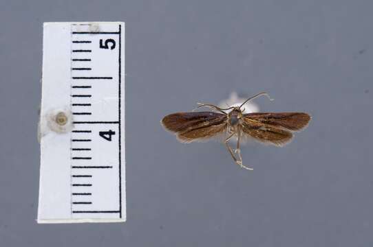 Image of Mathildana flipria