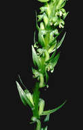 Image of Hawaii Bog Orchid