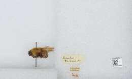 Imagem de Bombus diversus Smith 1869