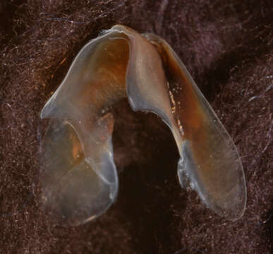 Image of arrow-finned squid