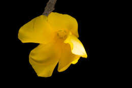 Image of Cascabela ovata (Cav.) H. Lippold