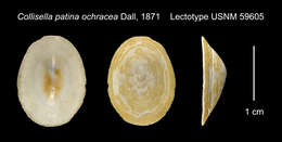 Image of Collisella patina ochracea (Dall 1871)