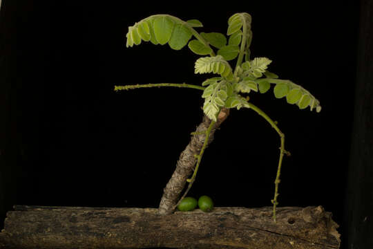 Image de Comocladia macrophylla (Hook. & Arn.) L. Riley