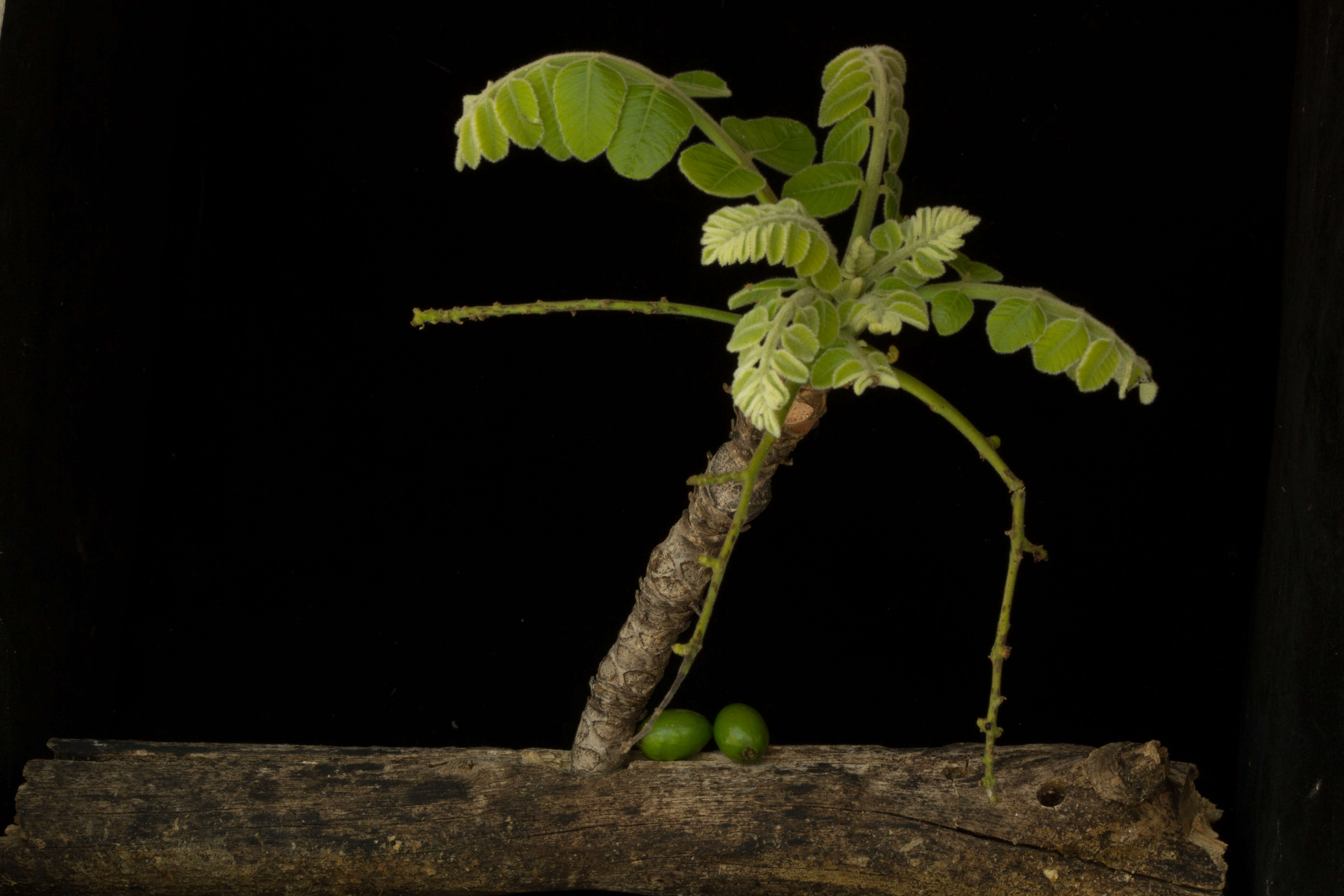 Image of Comocladia macrophylla (Hook. & Arn.) L. Riley