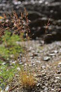 Image of Narrow-Flower Blue Grass