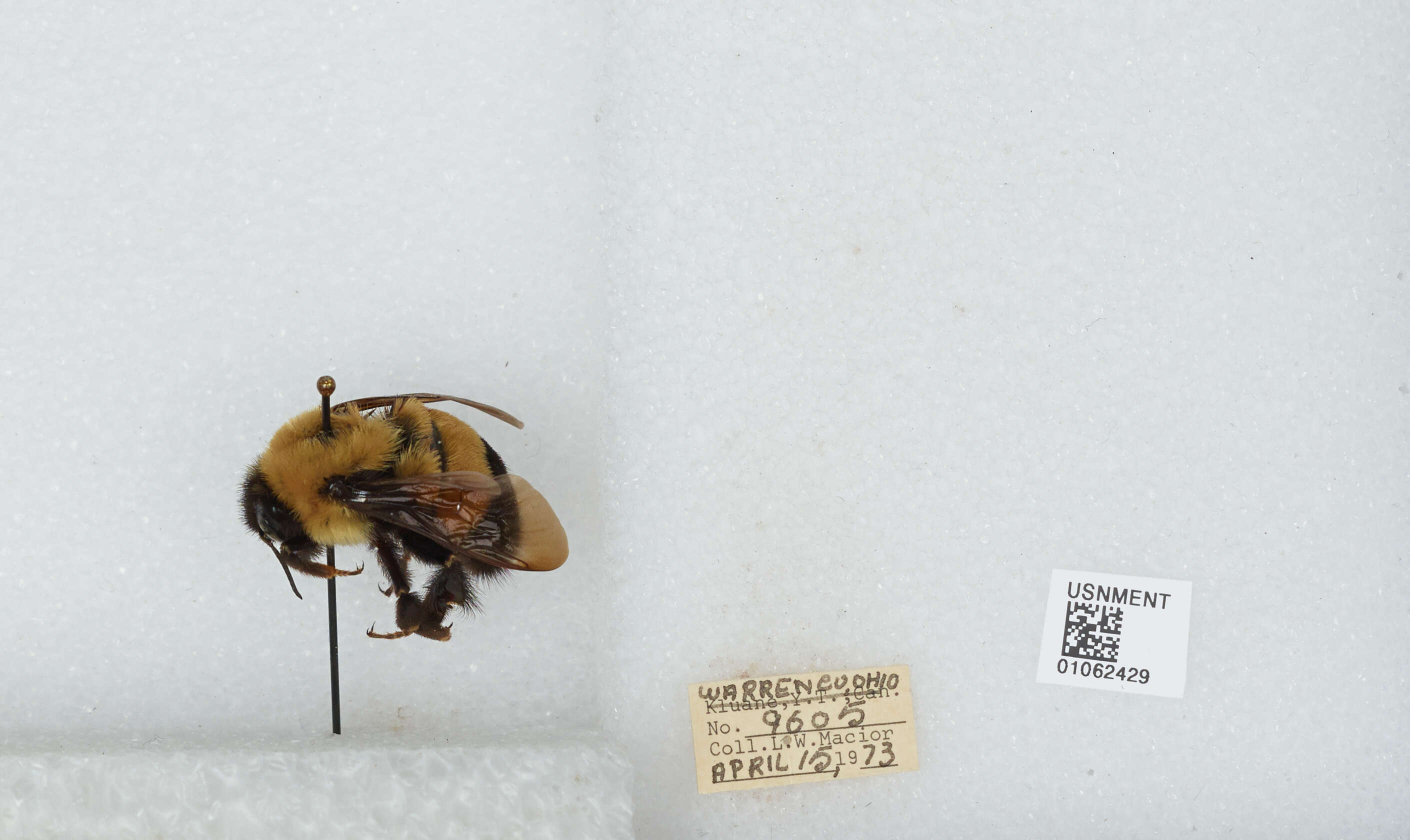 Слика од Bombus affinis Cresson 1864