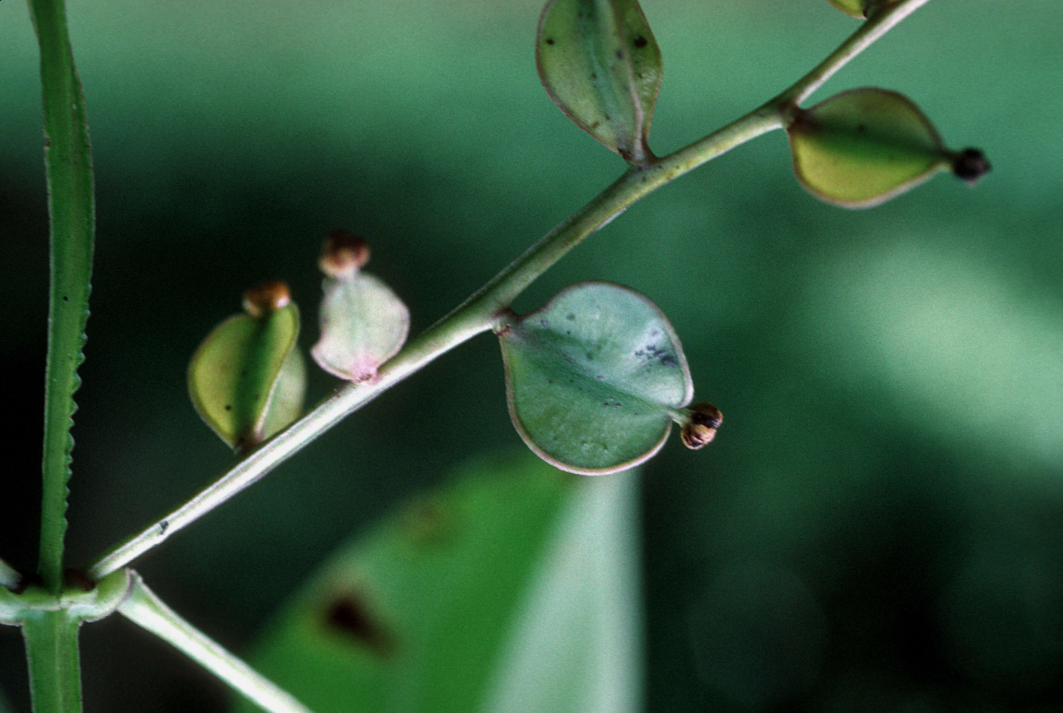 Imagem de Dioscorea alata L.