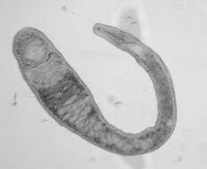 Image of Pseudovannuccia Faubel & Rohde 1998