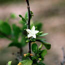 Image of sandyplain clustervine