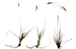 Image of muttongrass