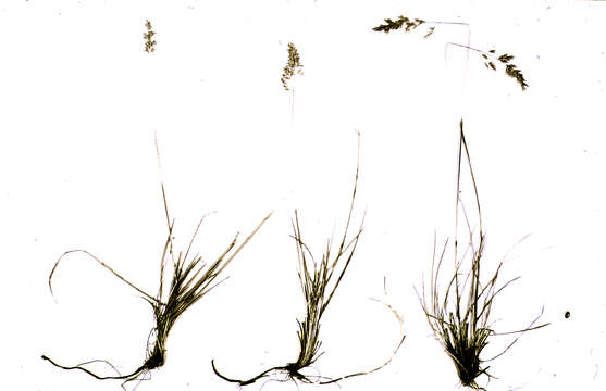 Image de Poa fendleriana subsp. fendleriana