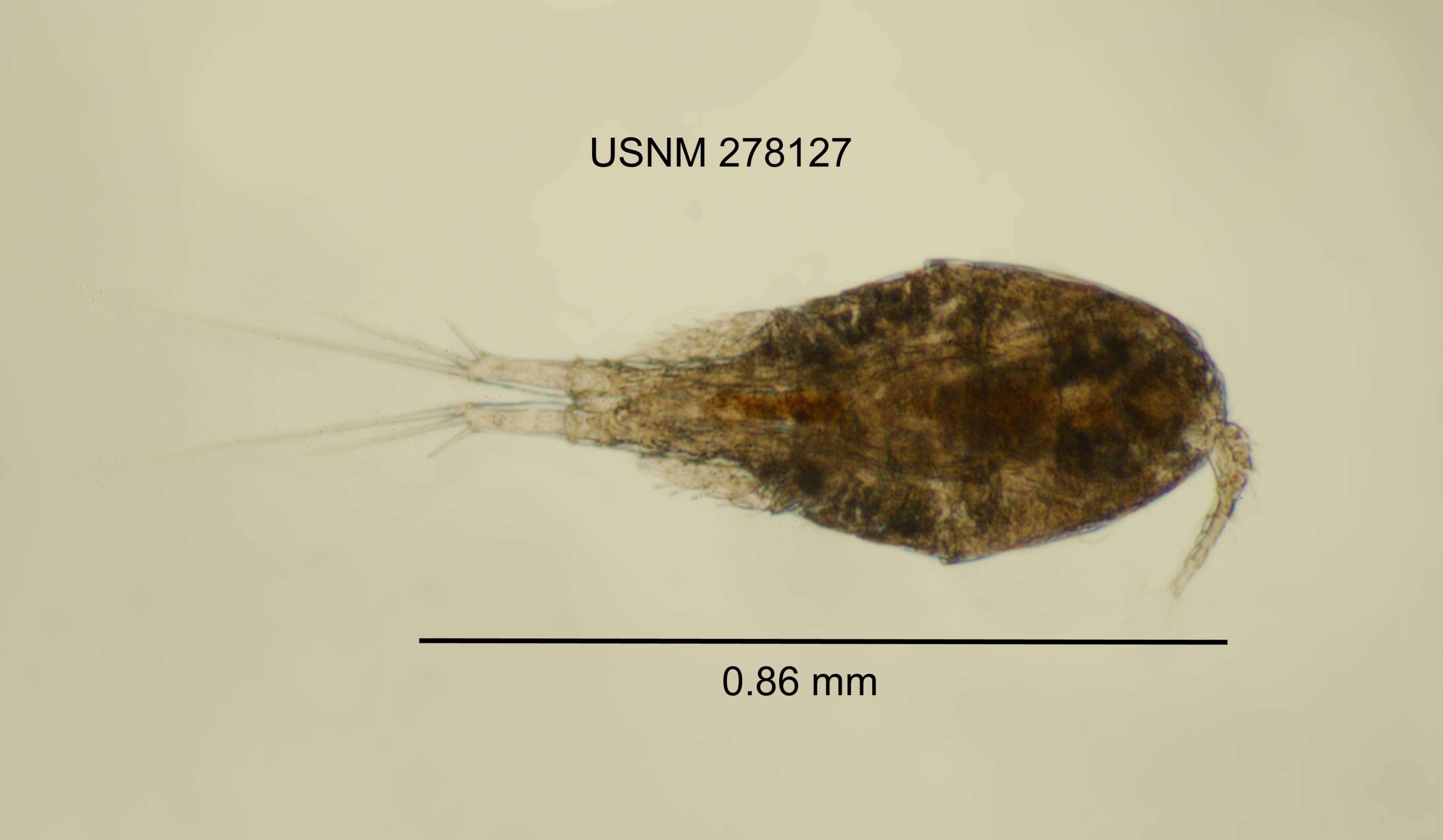 Image of Copepod