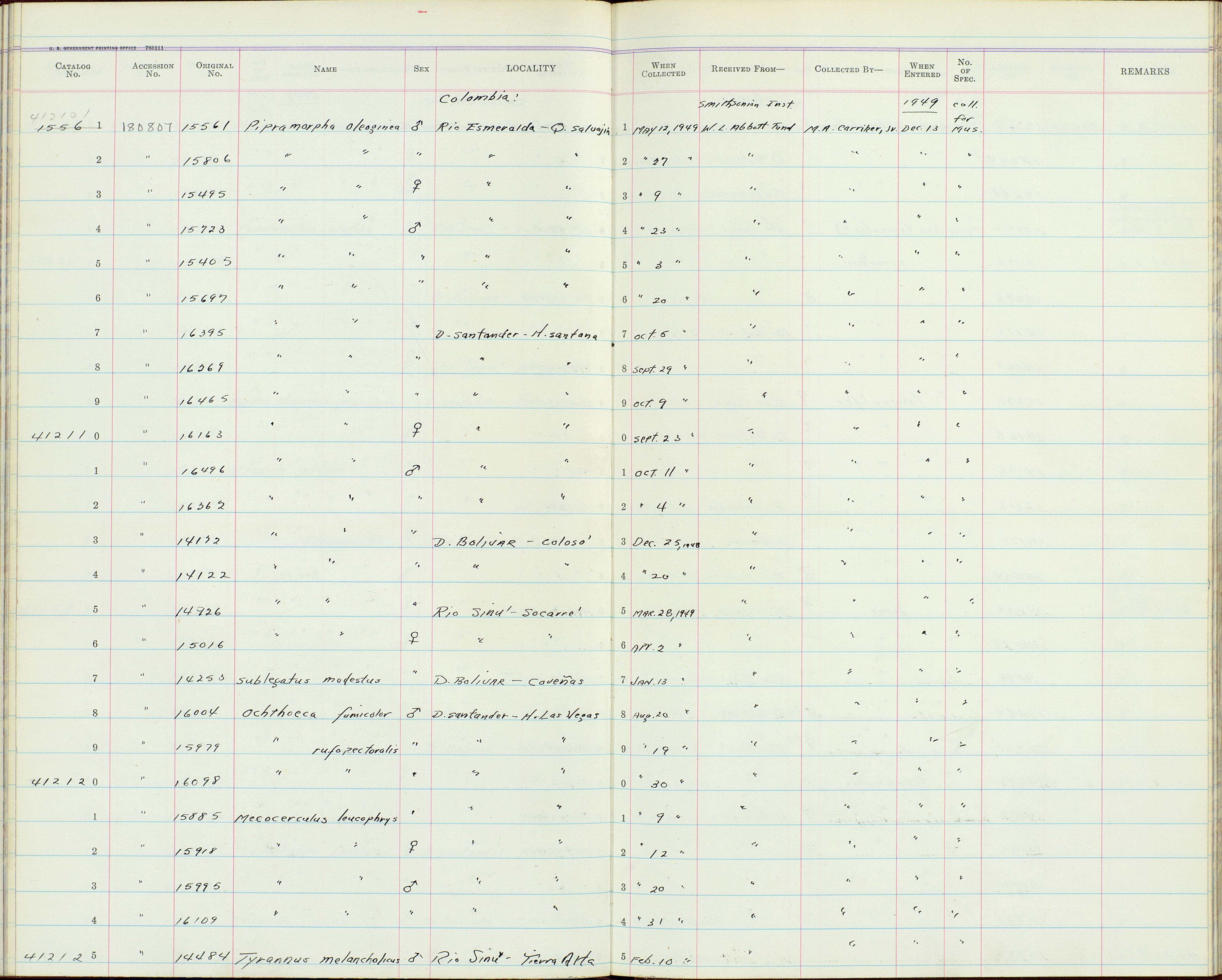 Image of Mionectes oleagineus parcus Bangs 1900