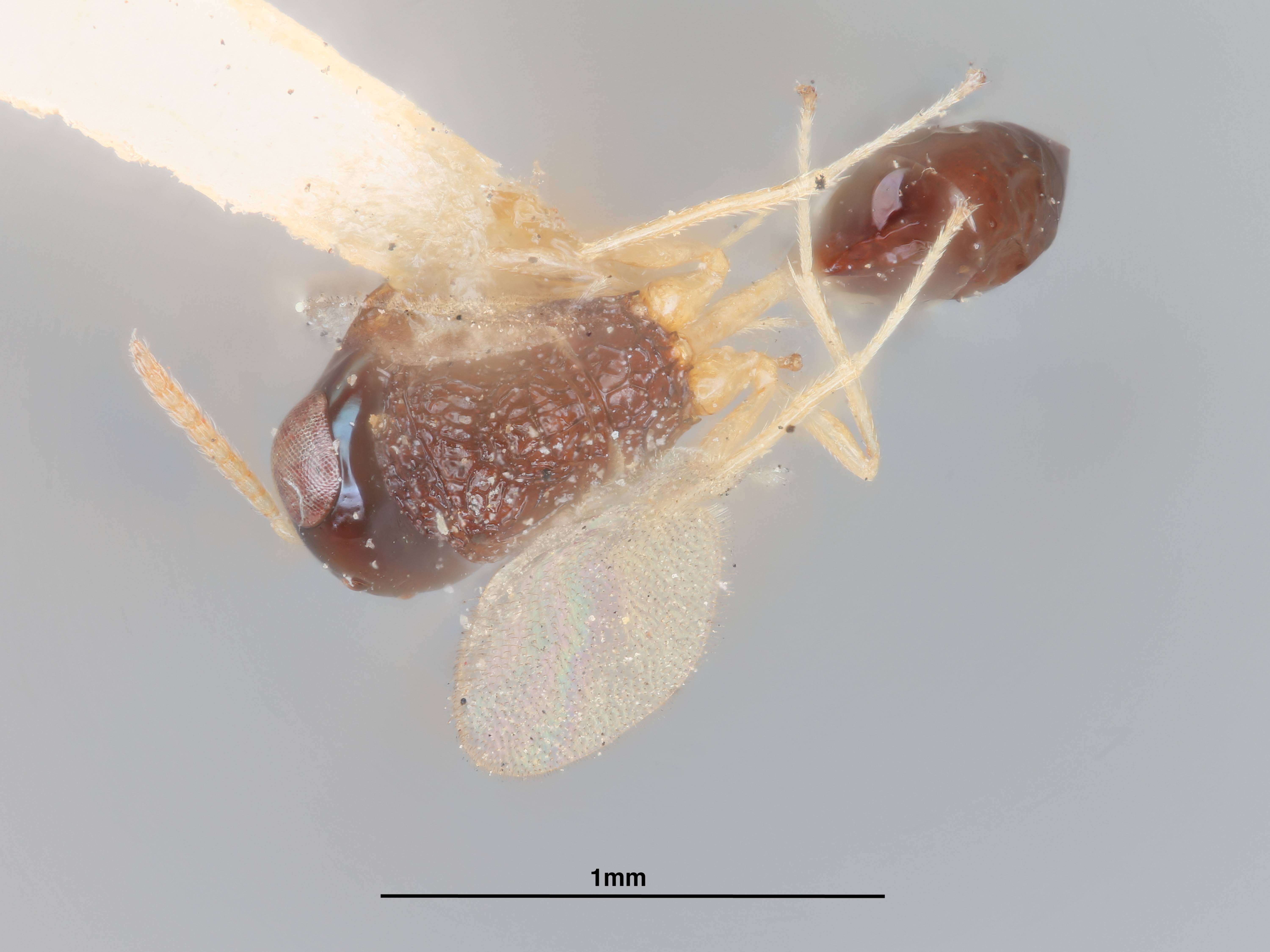 Image of Gollumiella antennata (Gahan 1940)