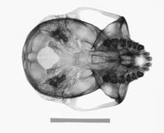 Image of Trachypithecus cristatus cristatus (Raffles 1821)