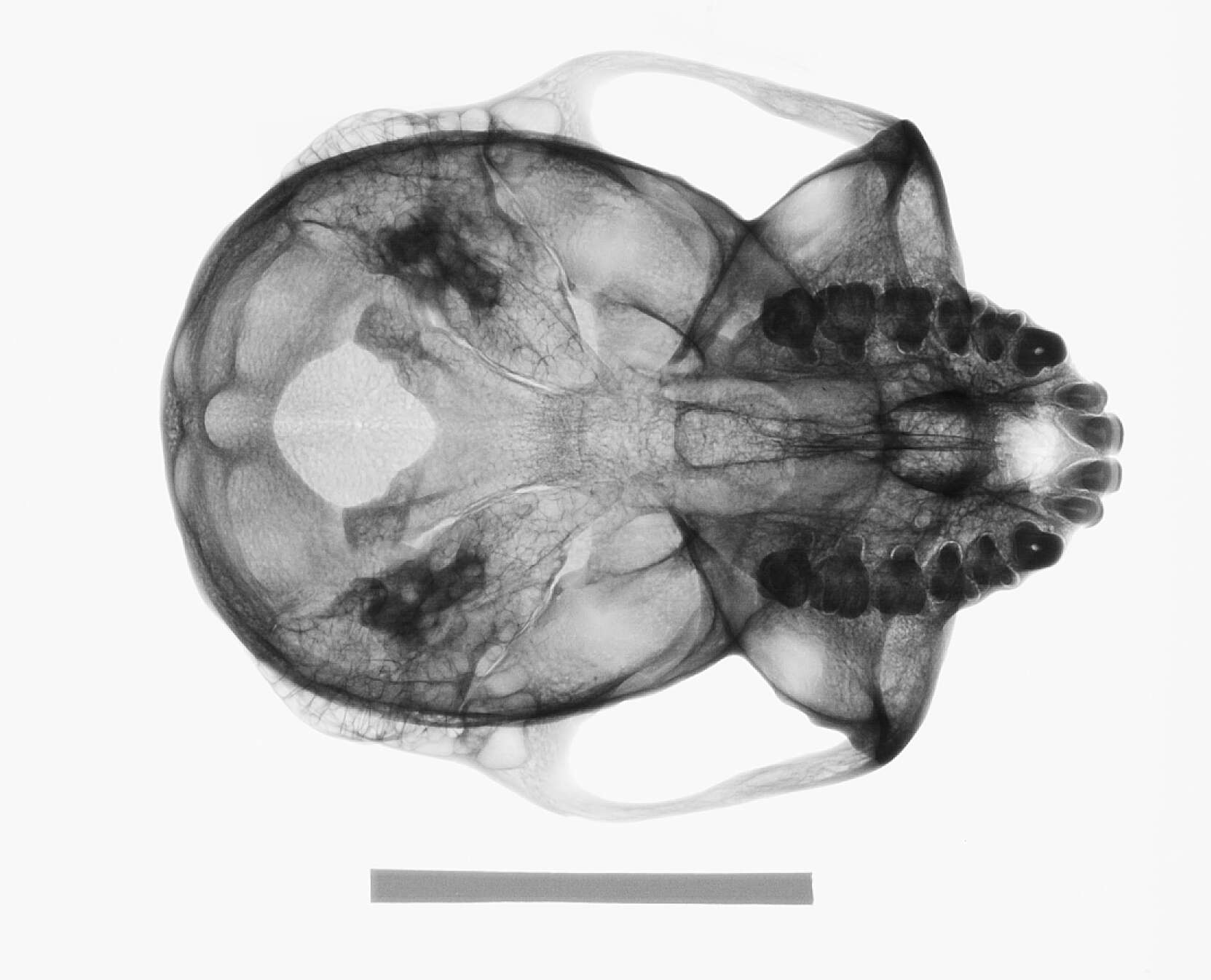 Image of Trachypithecus cristatus cristatus (Raffles 1821)