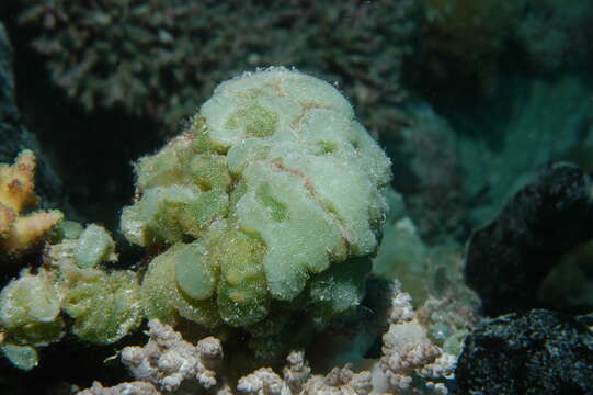 Image of Button weed