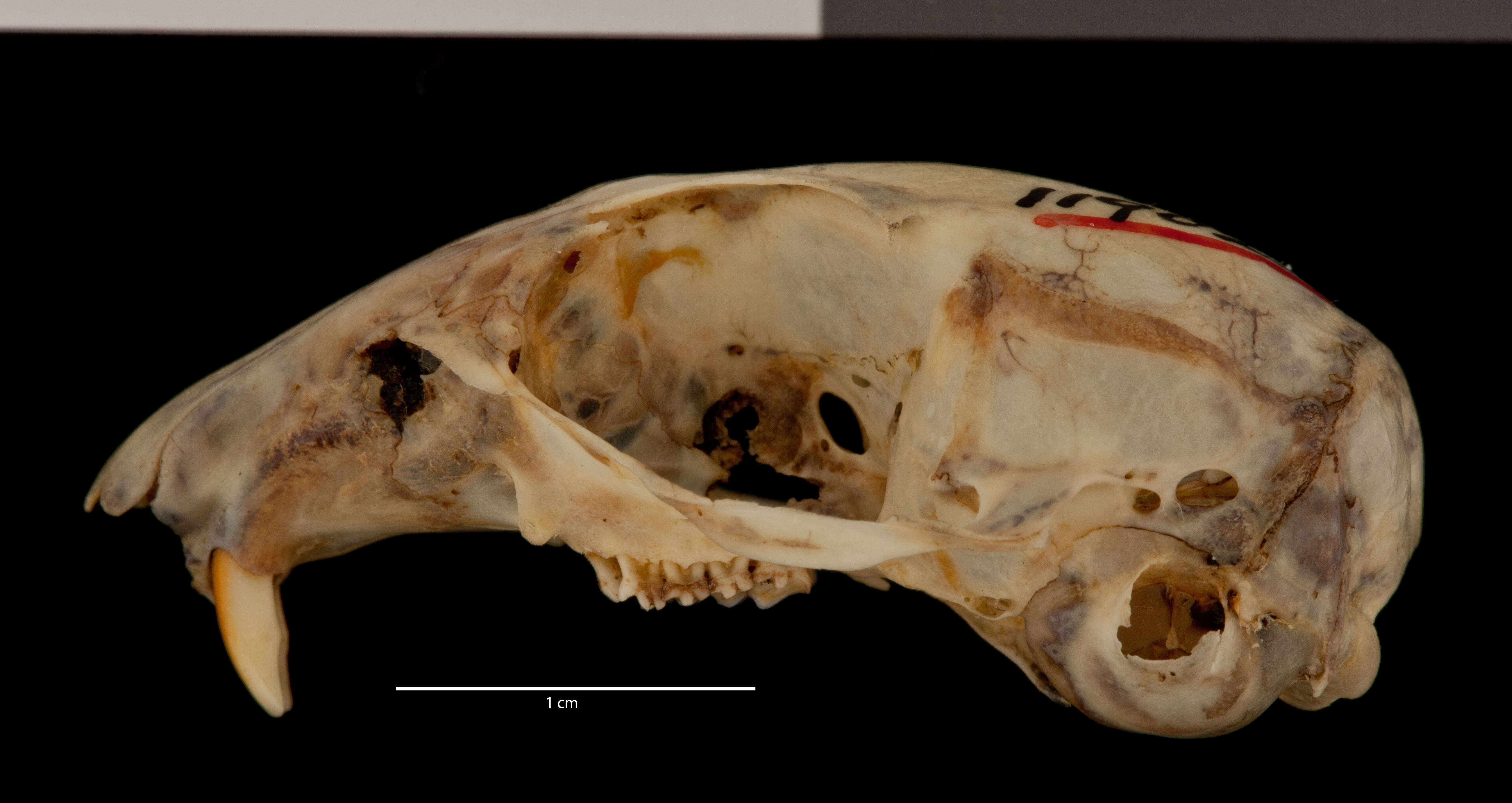 Sivun Ictidomys tridecemlineatus hollisteri (V. Bailey 1913) kuva