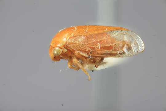 Image of Acutalis inornata