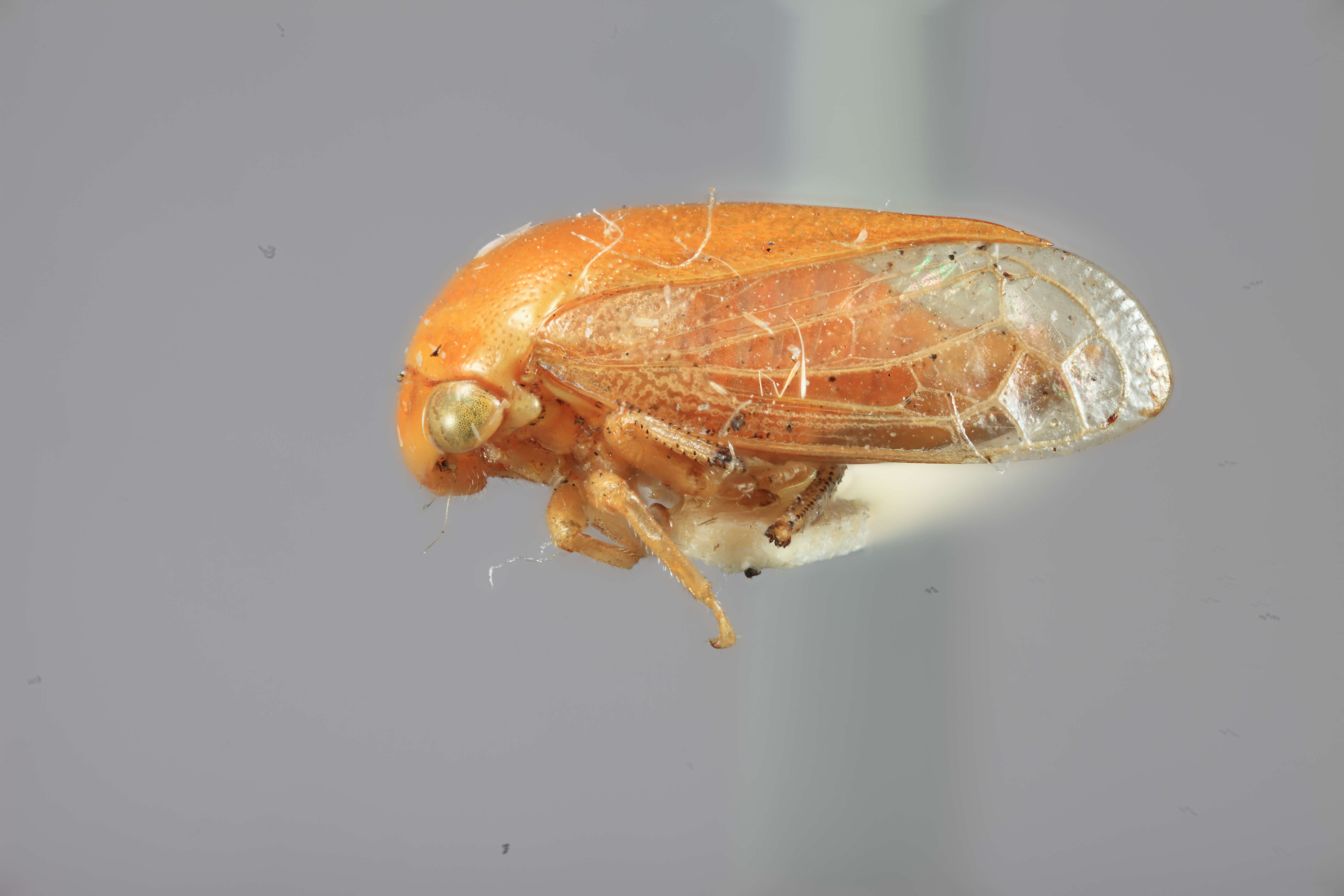 Image of Acutalis inornata