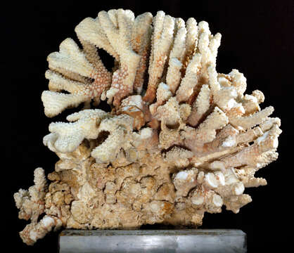 Imagem de <i>Pocillopora squarrosa</i> Dana 1846