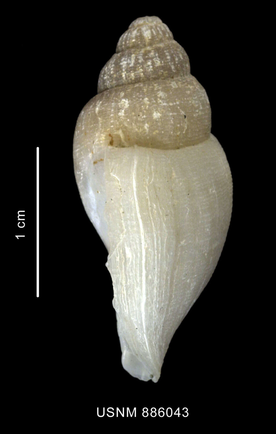 Image of Paradmete curta (Strebel 1908)