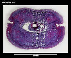 Image of Lineus longifissus