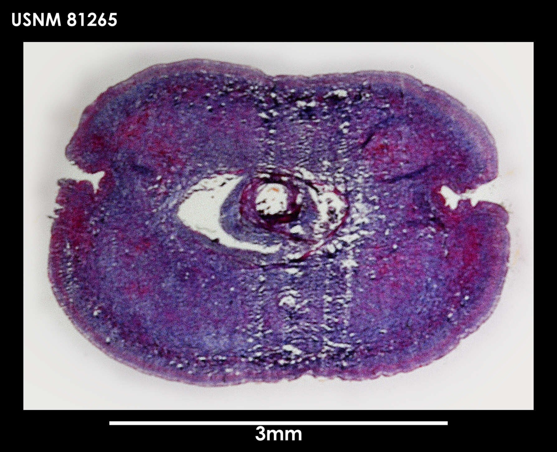 Image of Lineus longifissus