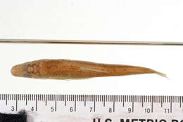 Image of Short Barbel Gudgeon