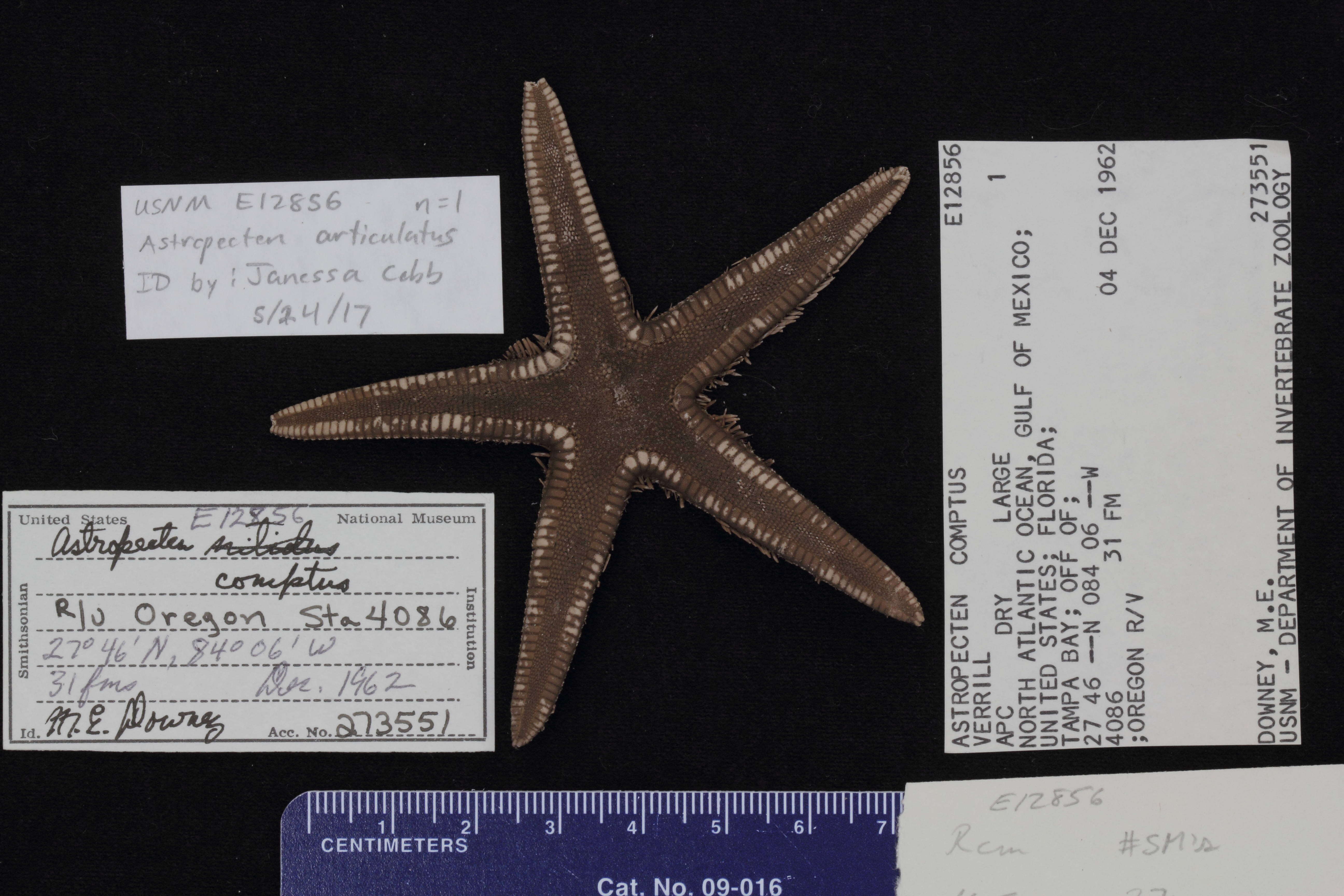 Image of Astropecten articulatus (Say 1825)