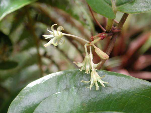 Smilax melastomifolia Sm. resmi