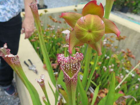 Image of crimson pitcherplant