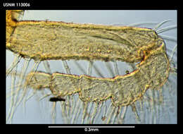 Image of Cilunculus cactoides Fry & Hedgpeth 1969