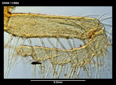 Image of Cilunculus cactoides Fry & Hedgpeth 1969