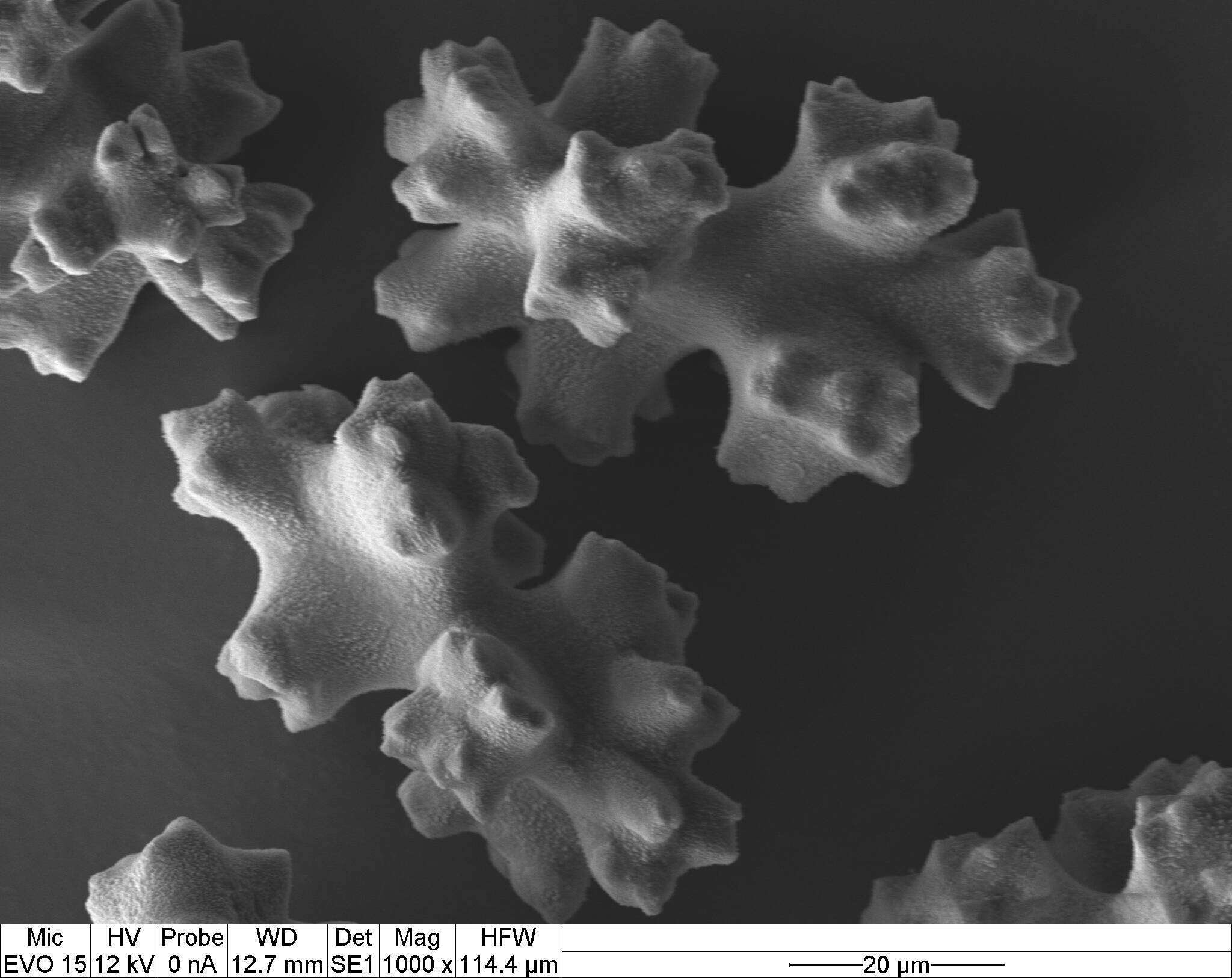 Image of Pleurocorallium porcellanum (Pasternak 1981)