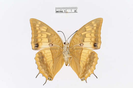 Image of Charaxes macclounii Butler 1895