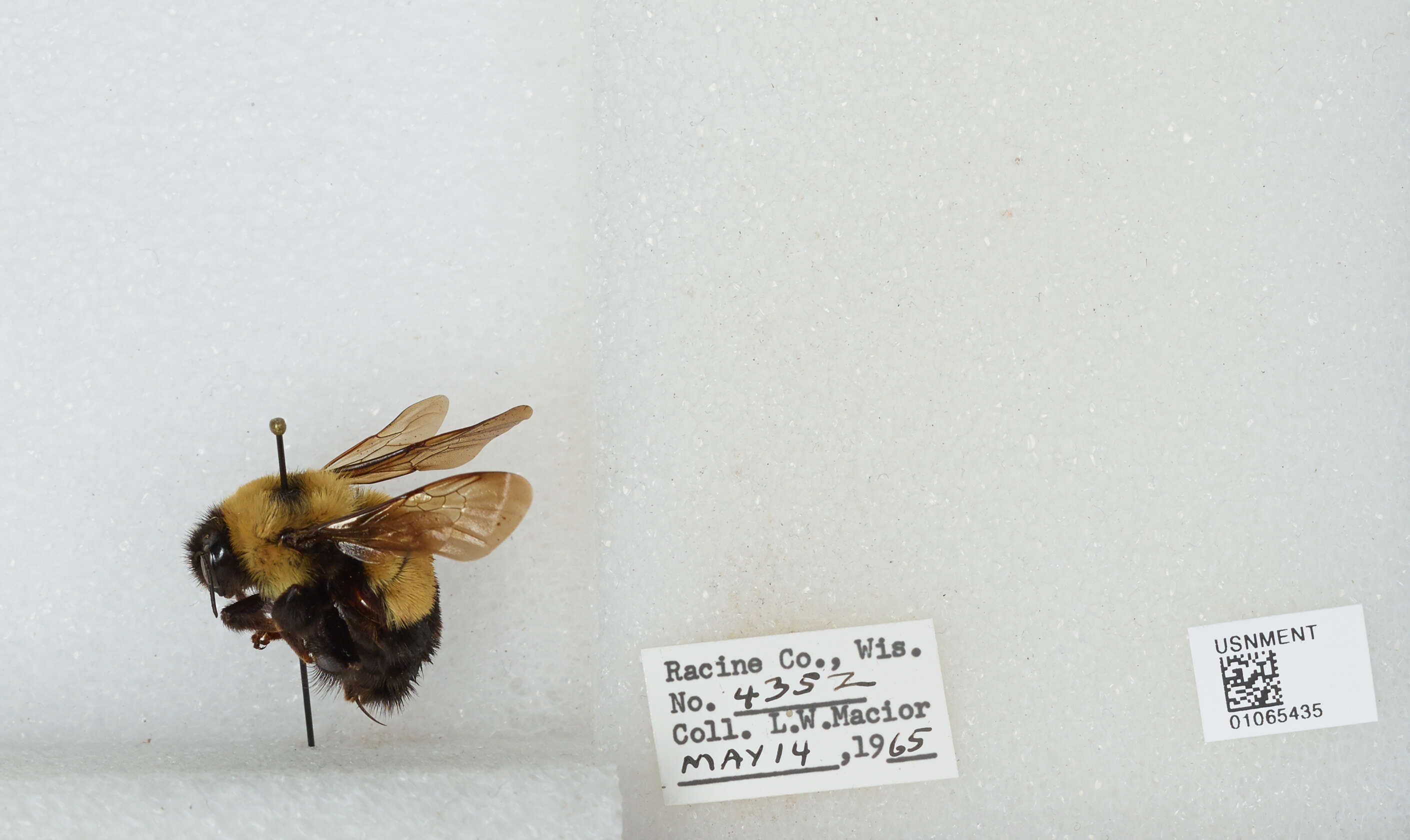 Слика од Bombus affinis Cresson 1864