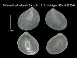 Plancia ëd Microstagon alfredensis (Bartsch 1915)