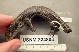 Image of Terrestrial Arboreal Alligator Lizard