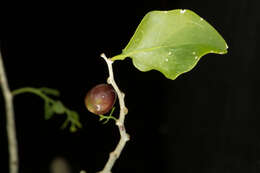 Image of Agonandra racemosa (DC.) Standl.